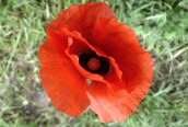 Common Poppy