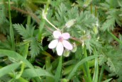 Common Stork's-bill