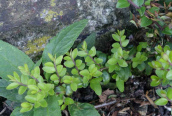 Cotoneaster