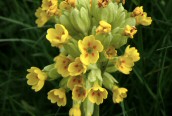 Cowslip