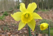 Daffodil