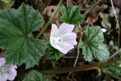 Dwarf Mallow