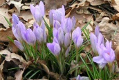 Early Crocus