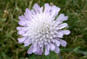 Field Scabious