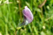 Grass Vetchling