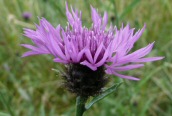 Greater Knapweed