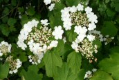 Guelder-rose