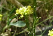 Hedge Mustard