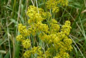 Lady's Bedstraw