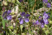 Meadow Cranesbill