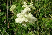 Meadowsweet