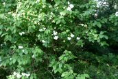 Mock Orange