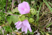 Musk Mallow