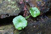 Navelwort