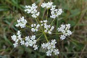 Pignut