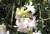 Soapwort