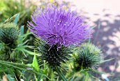 Spear Thistle