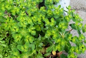 Sun Spurge 