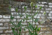 Wild Teasel