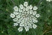 Wild Carrot