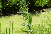 Wild Oat