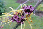 Witch Hazel 