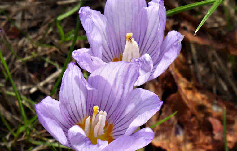 Autumn Crocus