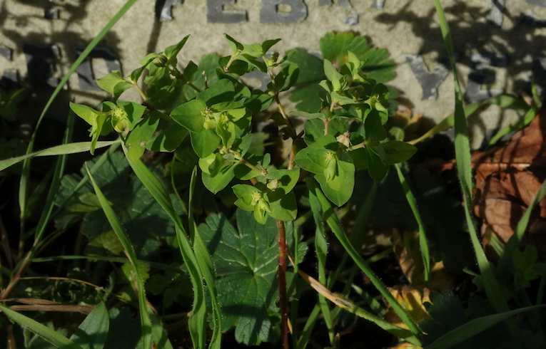 Sun Spurge