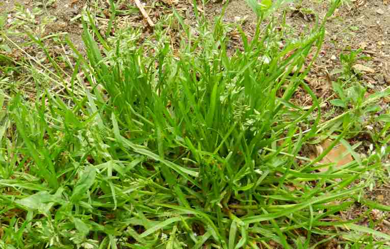 Annual Meadow-grass