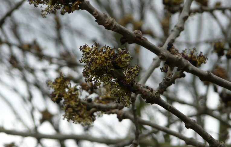 Ash flowers