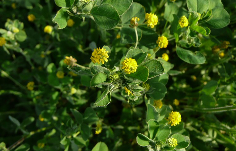 Black Medick