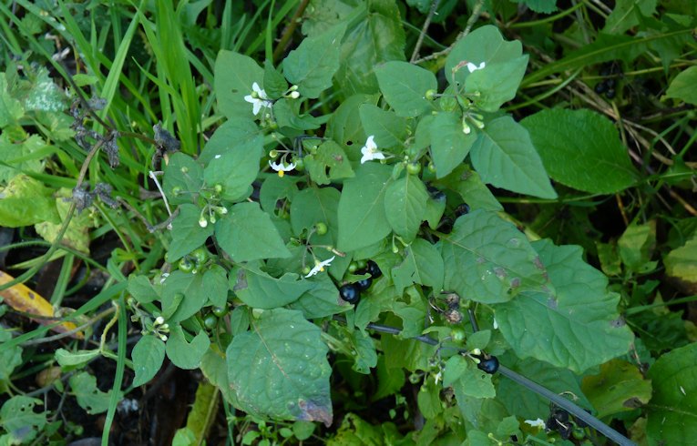 Black Nightshade