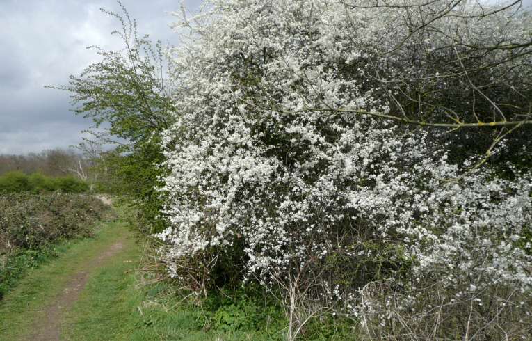 Blackthorn