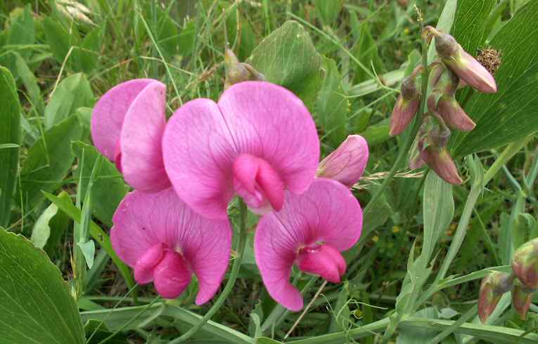 Lathyrus latifolius