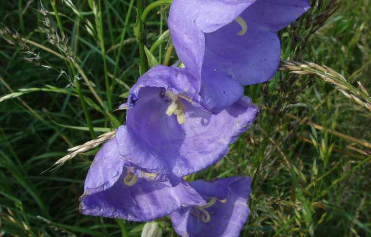 Canterbury Bell