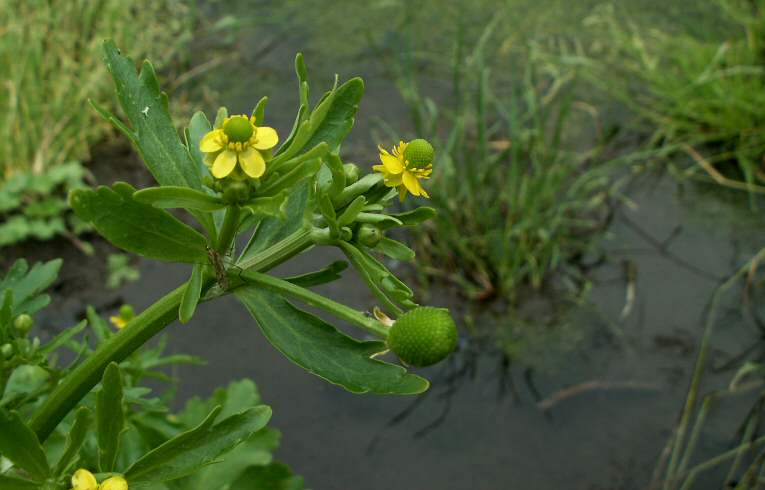 Ranunculus sceleratus