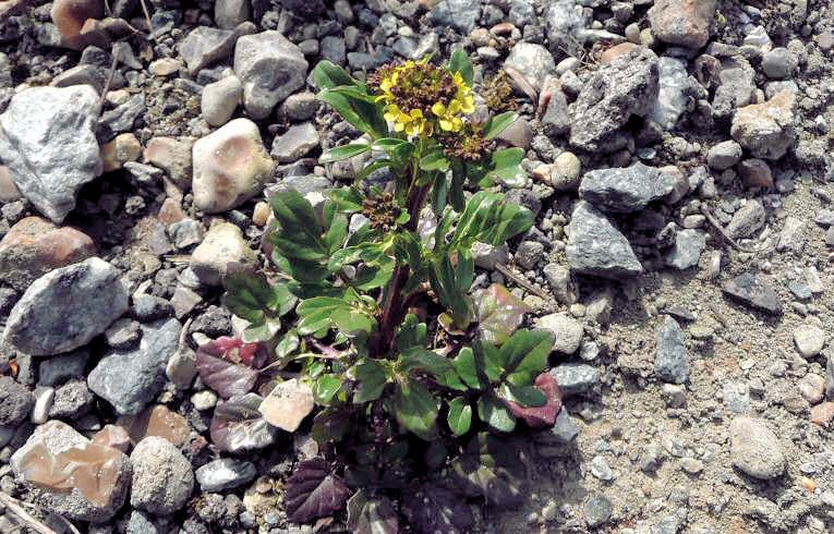 Common Wintercress