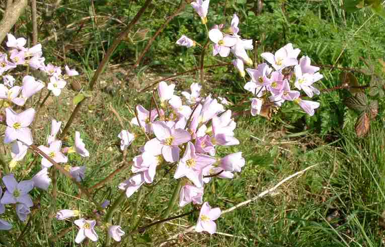 Cardamine pratensis