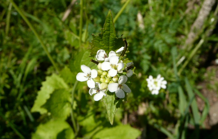 Garlic Mustard