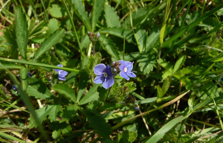 Germander Speedwell