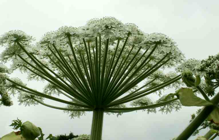 Heracleum mantegazzianum