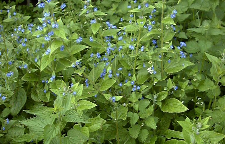 Pentaglottis sempervirens