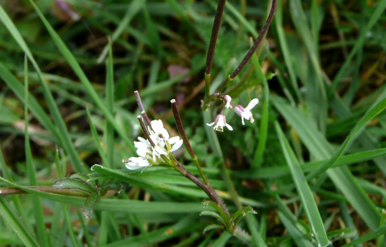 Hairy Bittercress