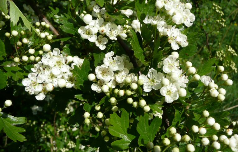 Hawthorn