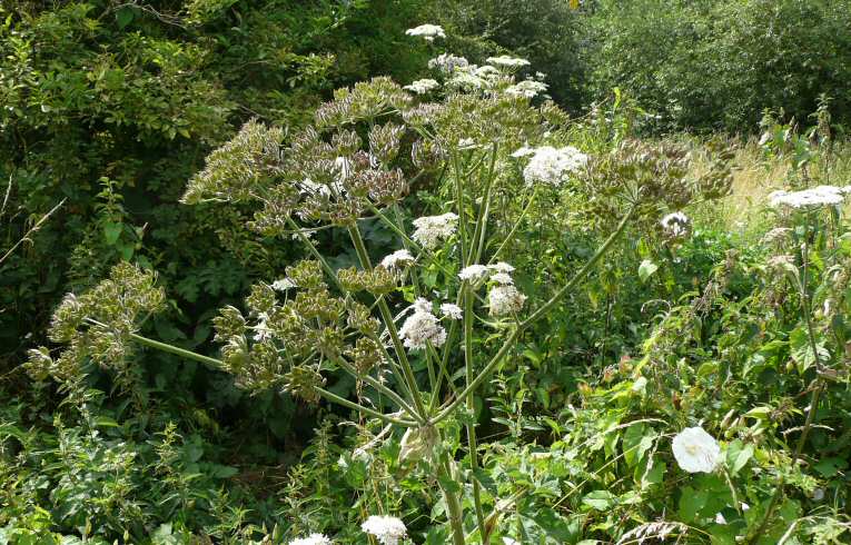 Hogweed