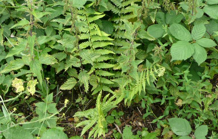 Male Fern