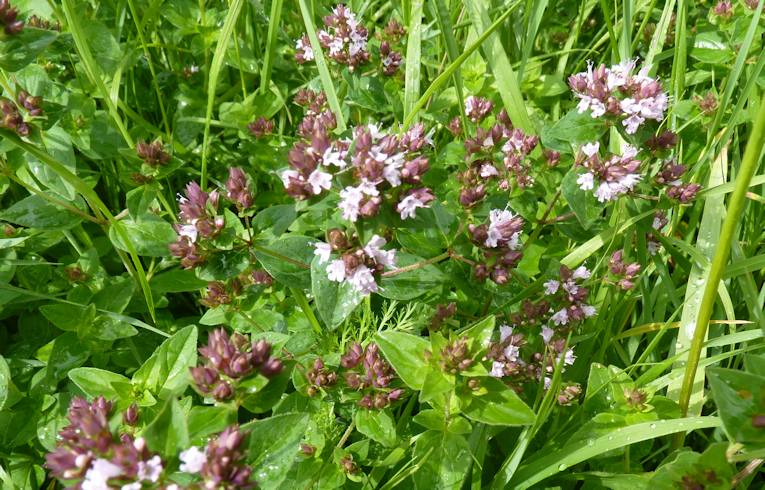 Marjoram