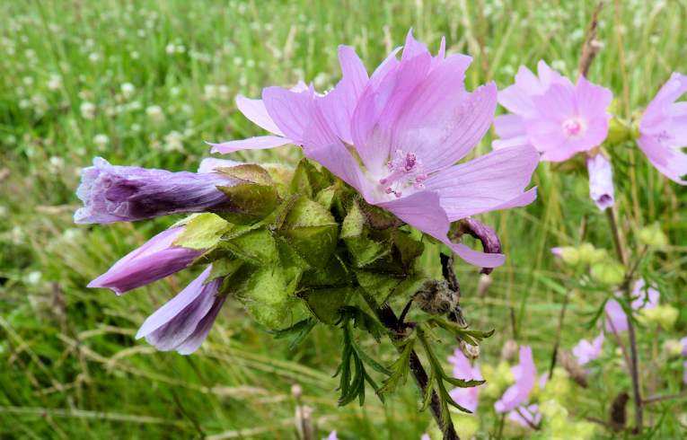 Musk Mallow