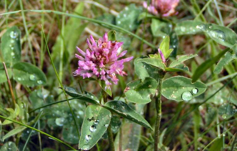 Trifolium pratense