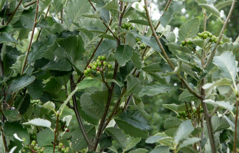 Swedish Whitebeam